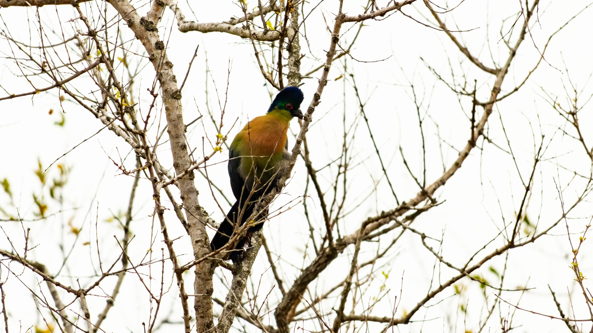 Kruger25 2025 10 31 09 34 47 ILCE 1M2 118